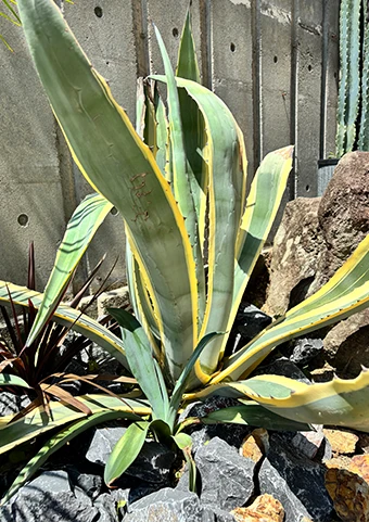 ガーデンイメージ